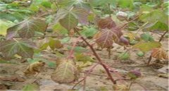 棉花莖枯病的發(fā)病癥狀！棉花莖枯病防治農(nóng)藥！