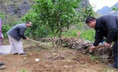橙子樹(shù)如何施肥？橙子樹(shù)的根外施肥須知