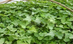 甘薯的原產(chǎn)地是哪里？甘薯和紅薯有什么區(qū)別？