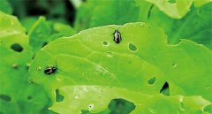 怎樣消滅白菜地跳蚤？去除白菜跳蚤蟲(chóng)用什么藥