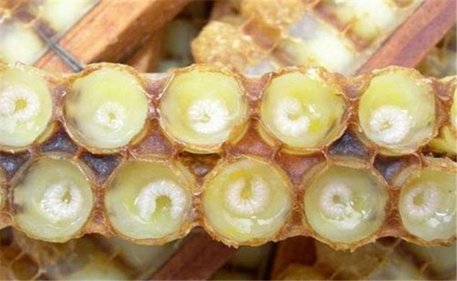 蜂王產卵需要什么條件