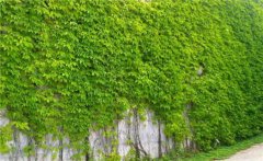 常春藤和爬山虎的區(qū)別是什么？