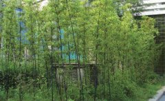 紫竹怎么養(yǎng)才能更旺盛？紫竹的園林用途