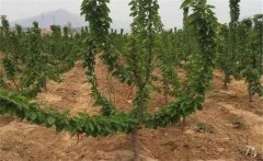 櫻桃如何施肥？大櫻桃的需肥特點與施肥原則