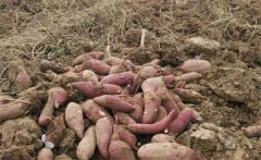 甘薯、甜豌豆高效栽培新模式