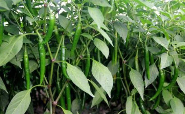 辣椒盛果重高鉀，花多豐產(chǎn)滿地紅