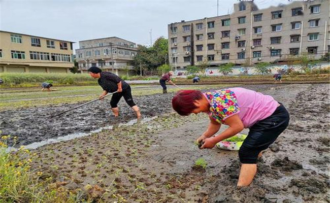 谷雨兩旁，西瓜下秧