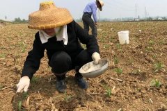種植玉米怎么施底肥好，玉米為什么會(huì)長(zhǎng)杈子