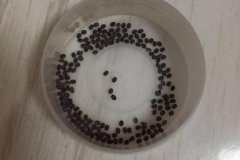 蠶卵孵化需要噴水嗎？蠶卵孵化需要什么條件