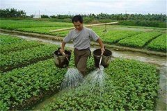 施用沖施肥的優(yōu)點(diǎn)，怎樣沖施肥料不浪費(fèi)？