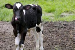如何預(yù)防新生牛犢拉稀、牛犢拉稀用什么藥用藥