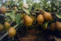 紅香酥梨的優(yōu)點(diǎn)與特點(diǎn)，紅香酥梨種植技術(shù)要點(diǎn)