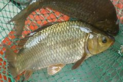 魚類怎樣繁殖下一代，魚類繁殖方式有哪幾種