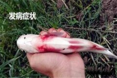 草魚出血病怎么治療，有哪些癥狀？