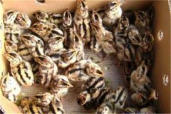 鵪鶉育雛技術(shù)要點(diǎn)：育雛濕度、溫度與密度要求