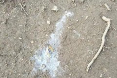 雞拉稀是什么原因引起的，雞拉稀用什么藥治療