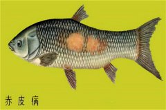 養(yǎng)殖魚類怎樣防治赤皮病？如何預防？