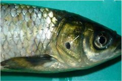 養(yǎng)魚怎樣防治細菌性爛鰓?。? /></a>
            <a href=