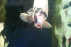 魚池如何防治白頭白嘴??？怎樣預(yù)防？