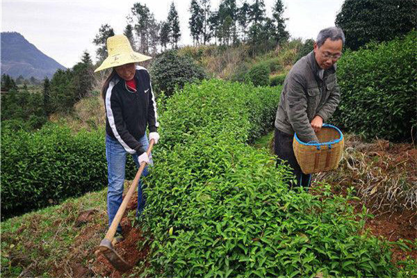 幼齡茶樹的除草、松土