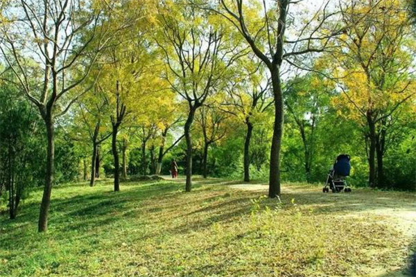 防護林的結(jié)構(gòu)、高度要求
