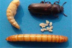 黃粉蟲卵、幼蟲、蛹和成蟲的形態(tài)特征介紹
