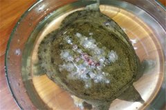 怎樣防治甲魚白斑?。? /></a>
            <a href=