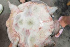 怎樣防治甲魚腐皮病，其癥狀表現(xiàn)如何？