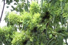 怎樣防治棗樹(shù)的棗瘋病 棗瘋病的病源是什么？