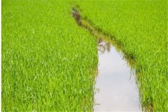 水稻前期、中期和后期的濕潤灌溉技術要點簡介