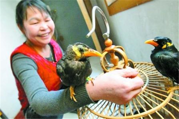 怎樣保持籠養(yǎng)鳥(niǎo)的清潔衛(wèi)生