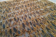 蝎子加工貯存方法，藥用全蝎的質(zhì)量標(biāo)準(zhǔn)簡介