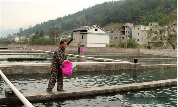 科學投喂調(diào)節(jié)提高養(yǎng)魚水質