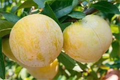 奈李產(chǎn)地是哪里，奈李什么時候成熟上市？