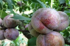 三華李產(chǎn)地是哪里，三華李怎樣栽培與管理