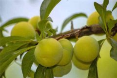 蜂糖李產(chǎn)地在哪里？適合在哪些地區(qū)種植？