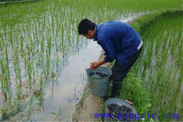 稻田養(yǎng)殖草魚發(fā)病率低，容易管理