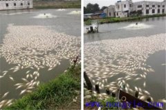 池塘魚中毒與泛塘有什么區(qū)別，如何辯別？