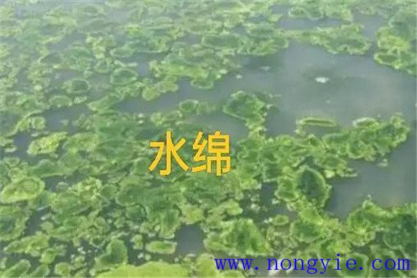 如何清除和控制水綿、水網(wǎng)藻和湖靛等敵害生物