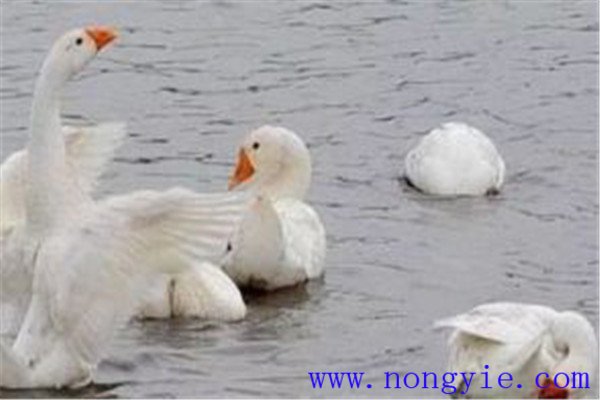 魚、鵝立體化養(yǎng)殖的優(yōu)點