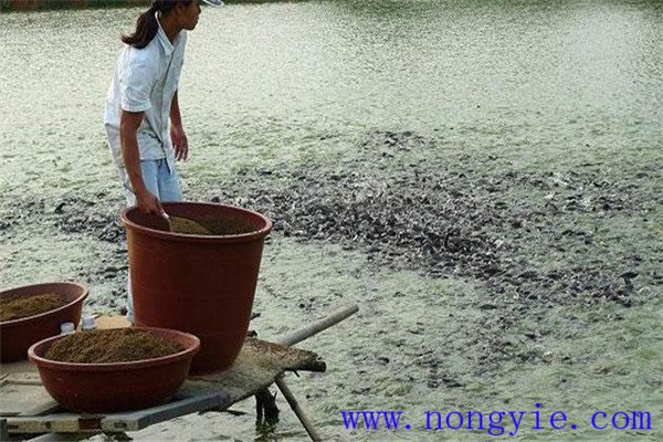 留心觀(guān)察魚(yú)類(lèi)吃食時(shí)間的長(zhǎng)短