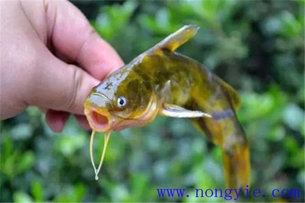 定期檢查飼養(yǎng)魚(yú)類的生長(zhǎng)情況