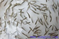 怎樣高效益養(yǎng)殖異育銀鯽 其魚(yú)苗魚(yú)種如何培育？