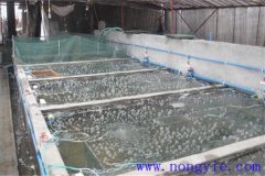 如何選擇魚苗、魚種池，又怎樣清整、施肥