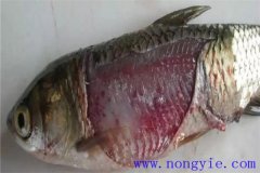 淡水魚細(xì)菌性爛鰓病如何治療，用什么藥防治？