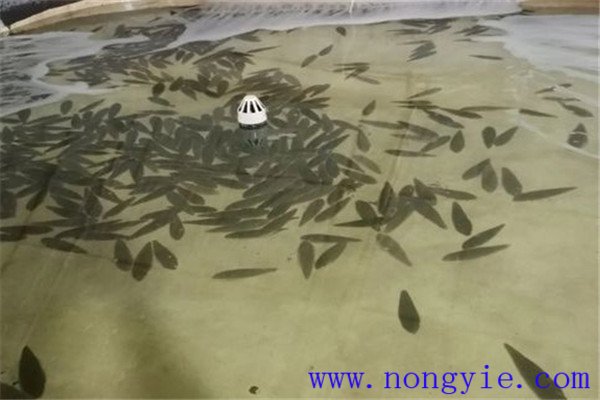 餓 ，即停喂飼料