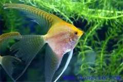 常見的較易飼養(yǎng)的熱帶魚品種有哪些？