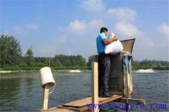 如何讓魚安全越冬，并降低魚體越冬期失重