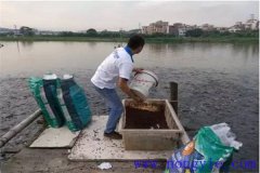 怎樣提高魚(yú)飼料的利用率？
