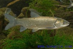 適于農(nóng)村養(yǎng)殖的魚類有哪些？